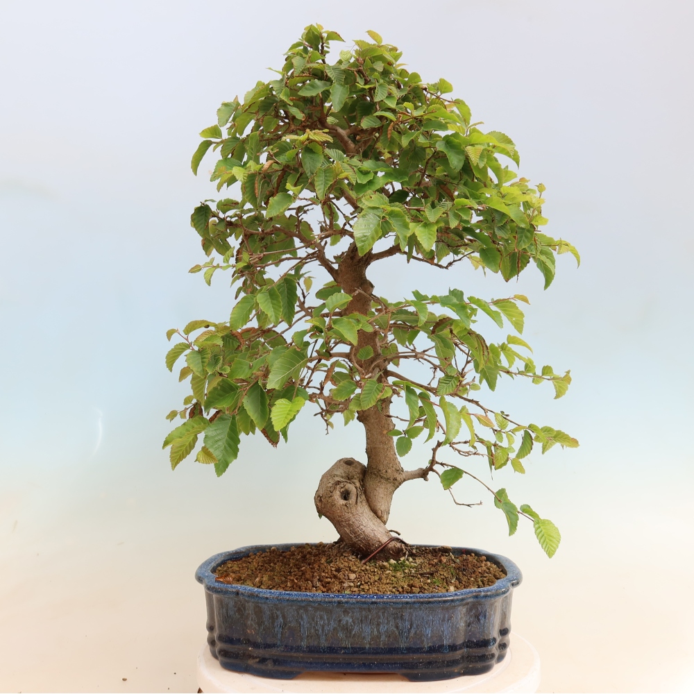 Outdoor bonsai -Carpinus CARPINOIDES - Korean Hornbeam