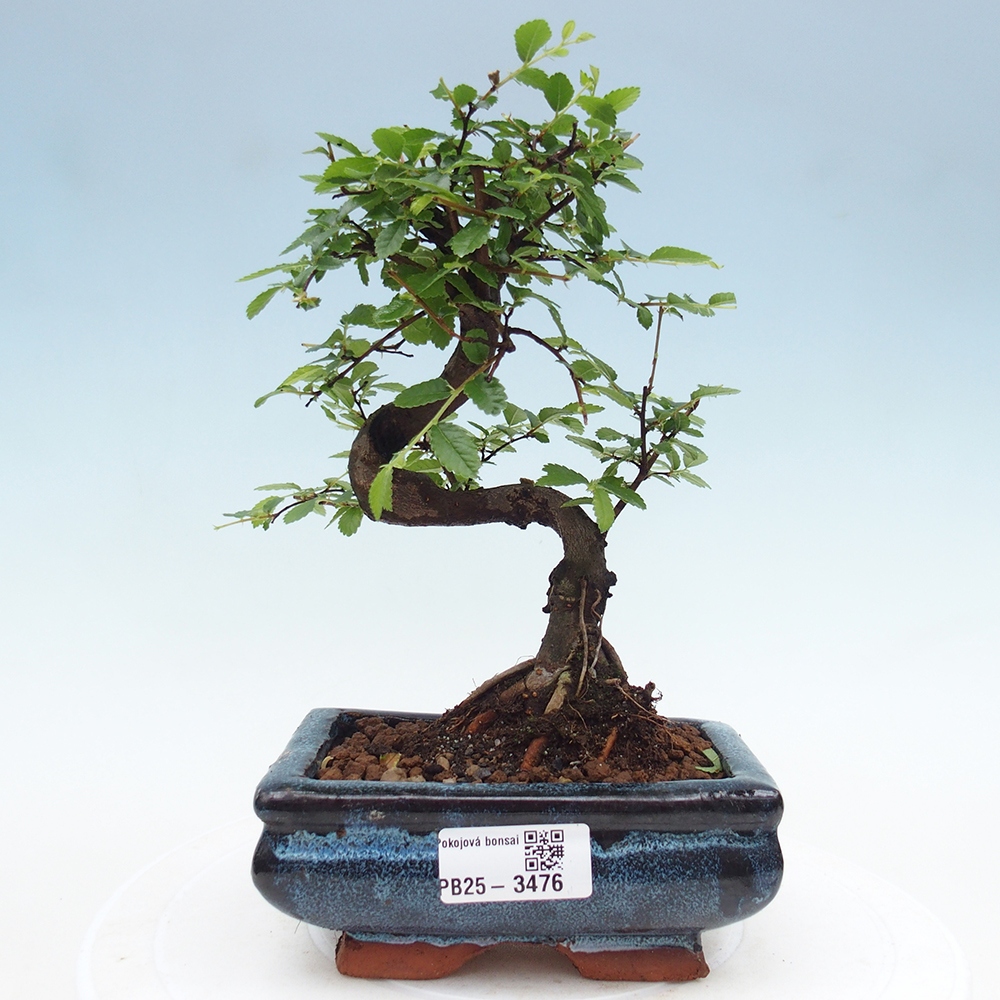 Room bonsai - Ulmus parvifolia - Small-leaved elm
