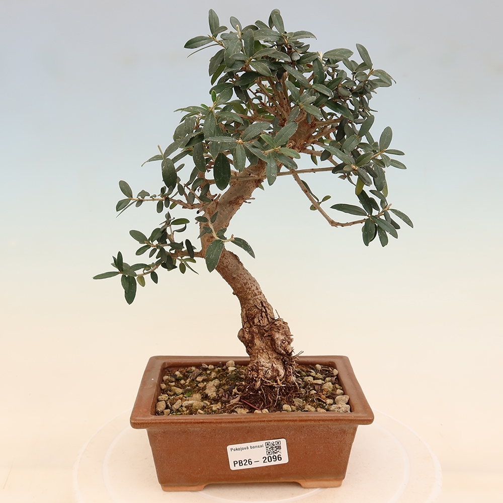 Indoor bonsai - Olea europaea sylvestris