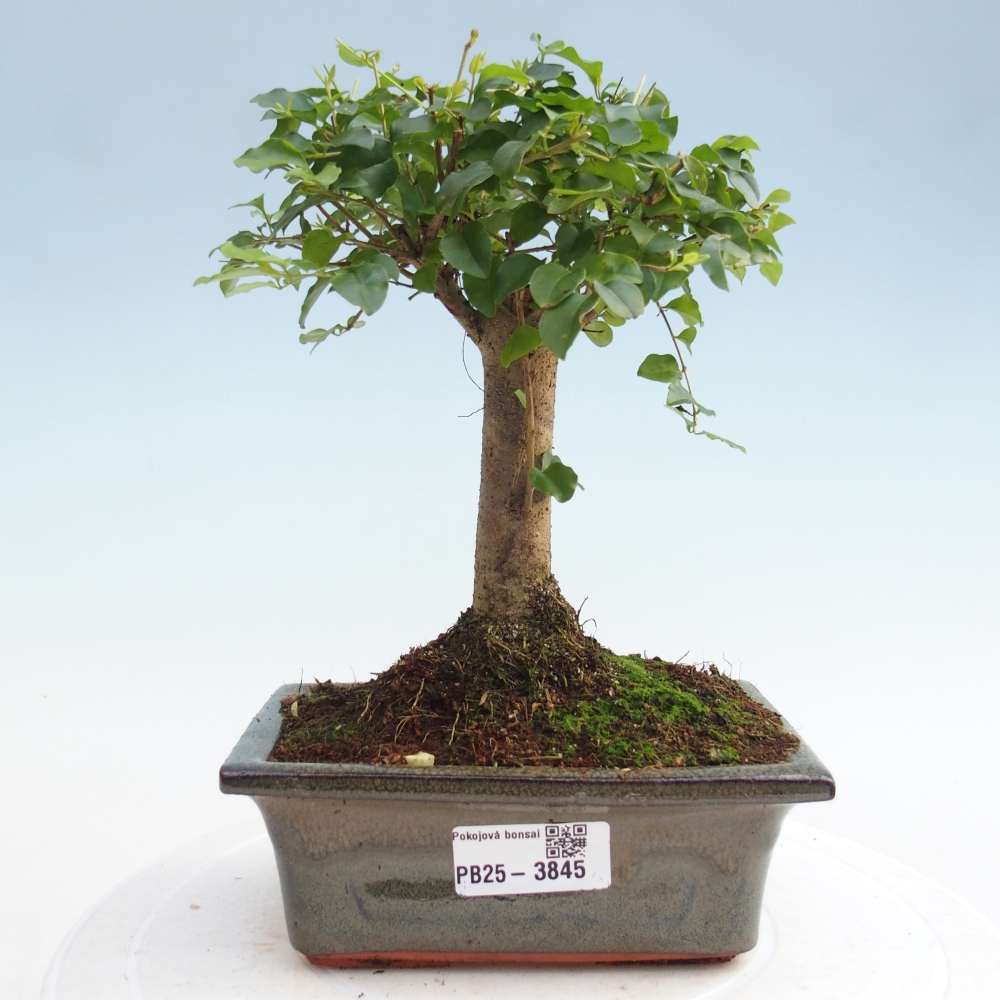 Room bonsai -Ligustrum chinensis - Birds Beak