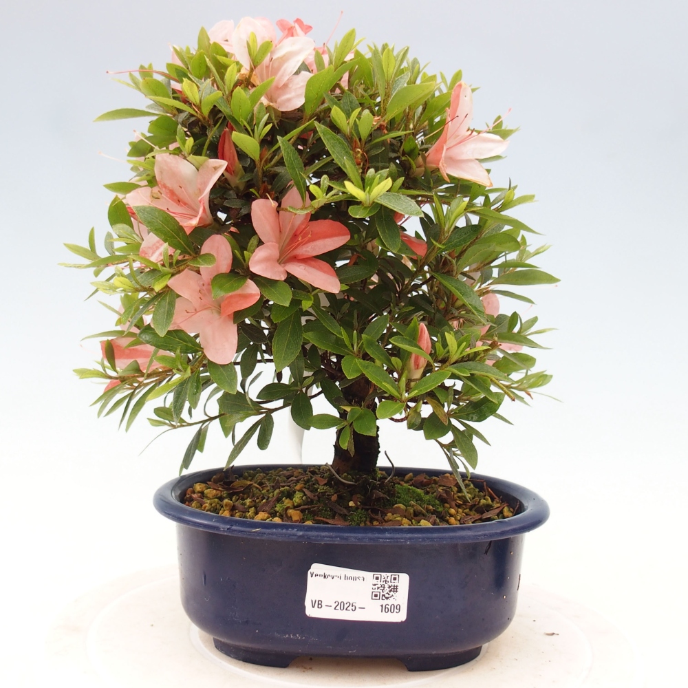 Outdoor bonsai - Japanese azalea - Azalea Nikko