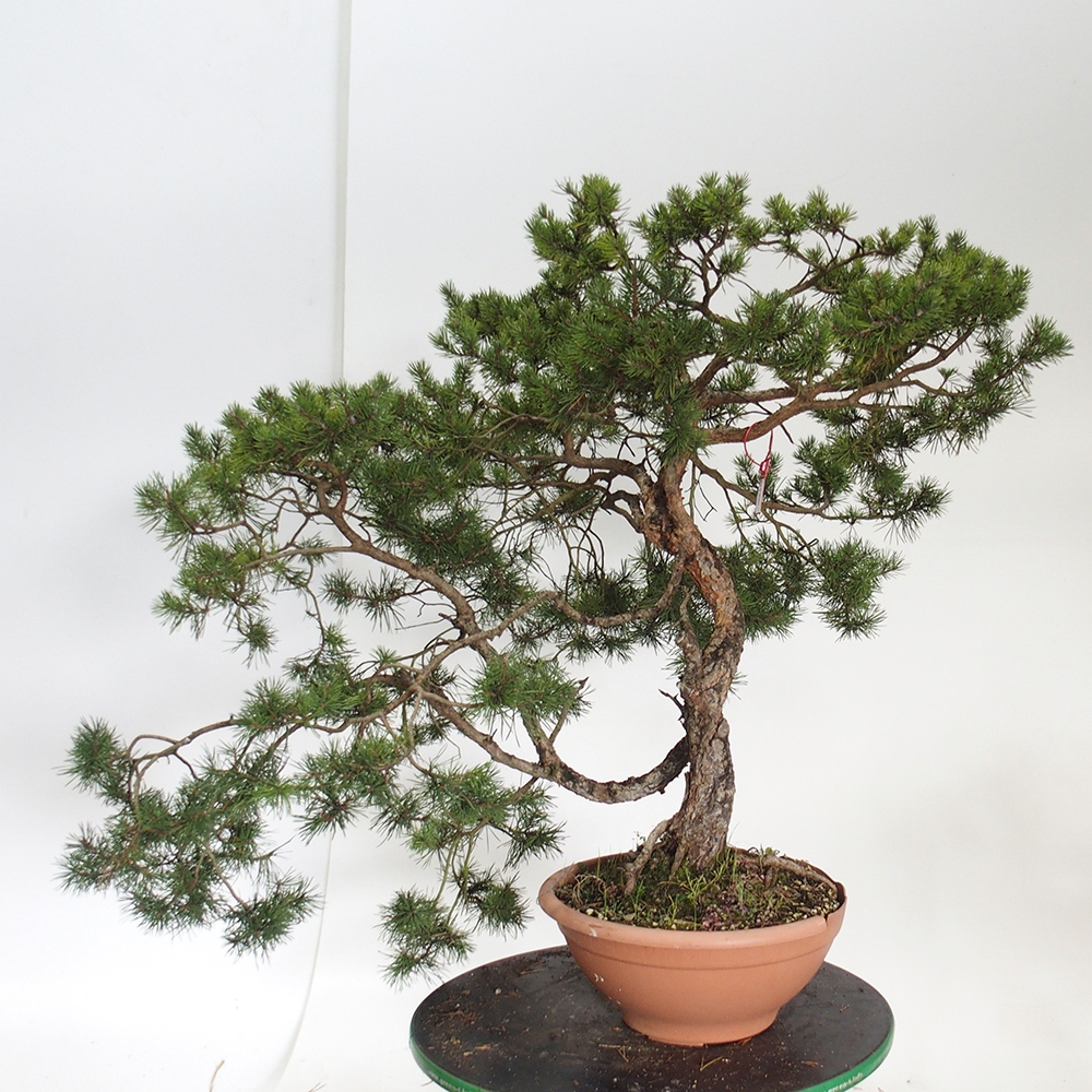 Yamadori - Pinus sylvestris Spain
