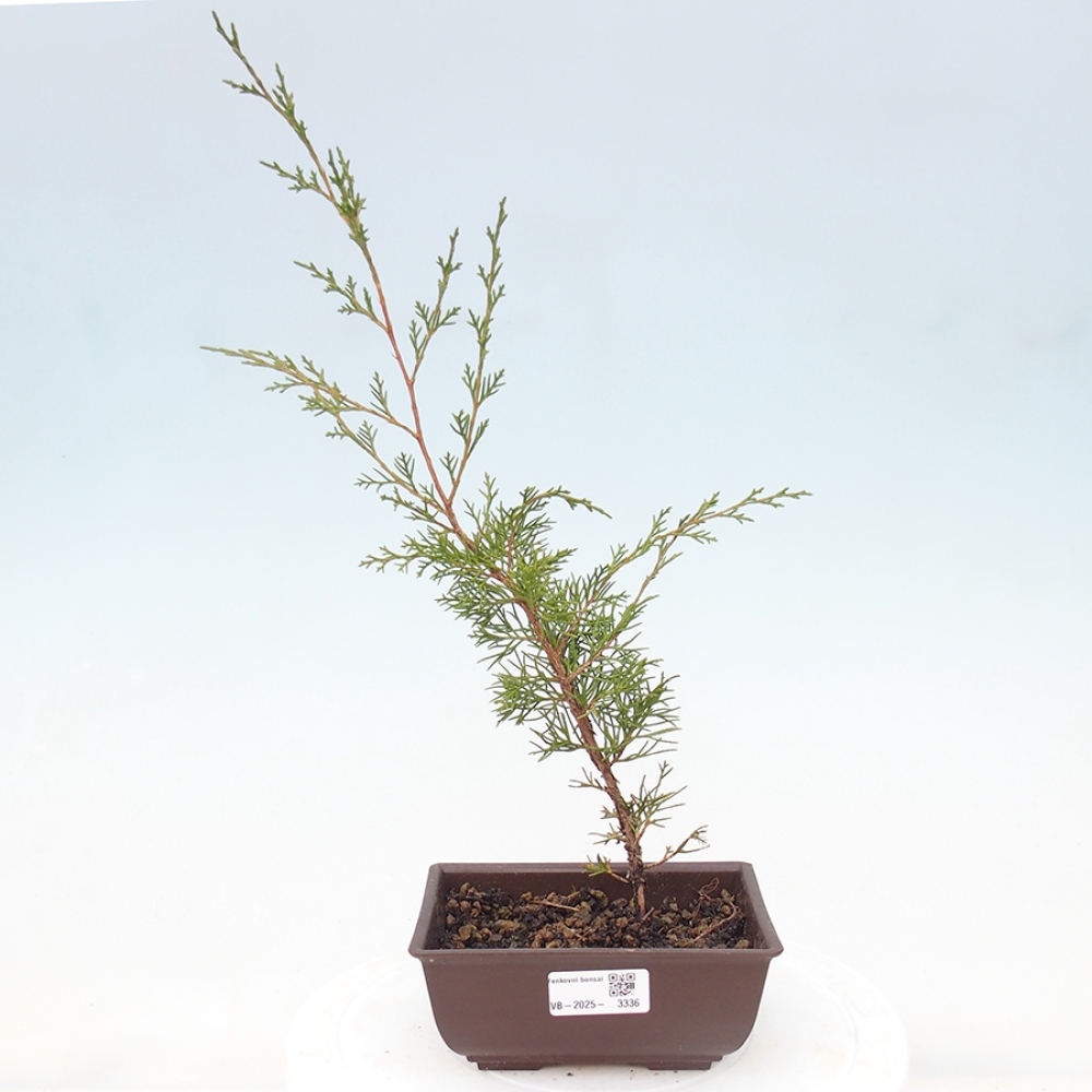 Outdoor bonsai - Juniperus chinensis Itoigawa - Chinese juniper