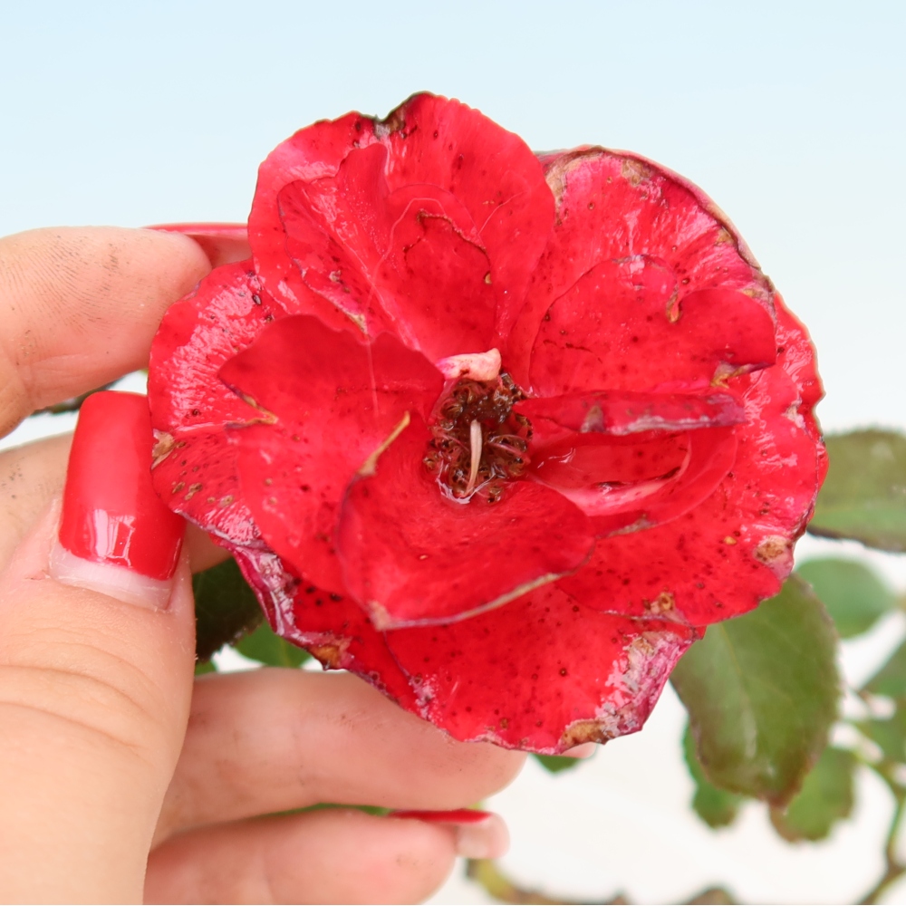 Outdoor Bonsai - Rosa Kordes - Rose