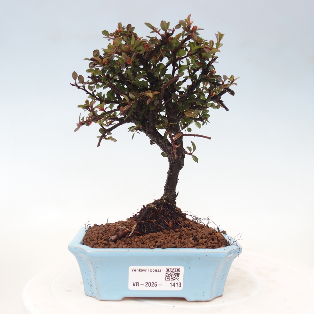 Outdoor bonsai - Cotoneaster horizontalis - Rocky Mountain