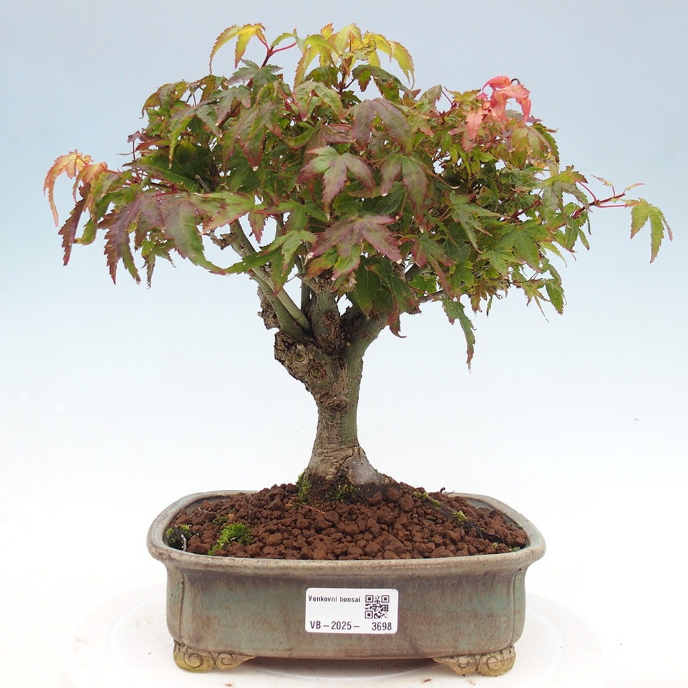 Acer palmatum KIOHIME - Palmetto maple