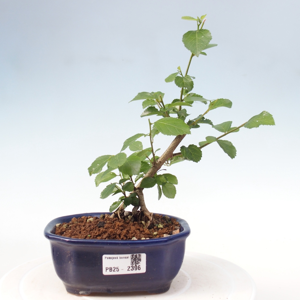 Indoor bonsai - Grewia occidentalis - Lavender star