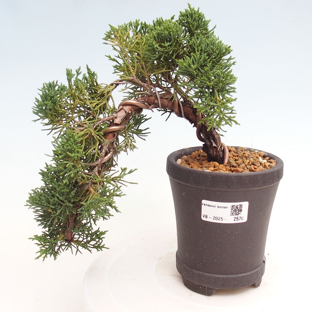 Outdoor bonsai - Juniperus chinensis Kishu - Chinese Juniper