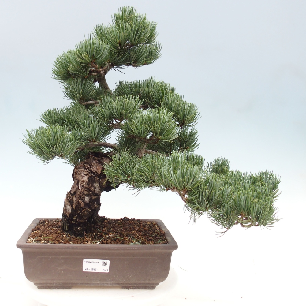 Outdoor bonsai - Pinus parviflora - Small pine tree