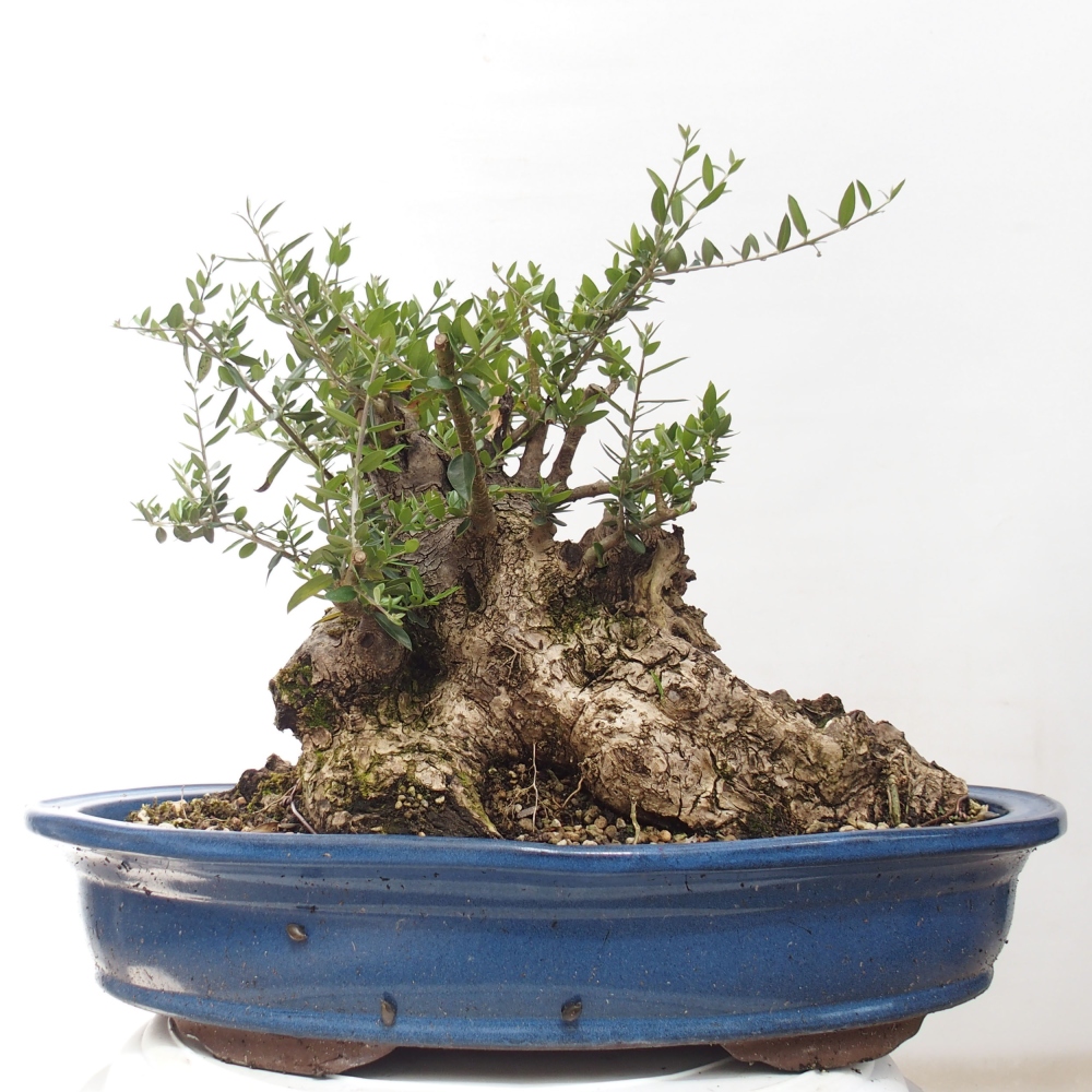 Indoor bonsai - Olea europaea sylvestris - European small-leaved olive oil