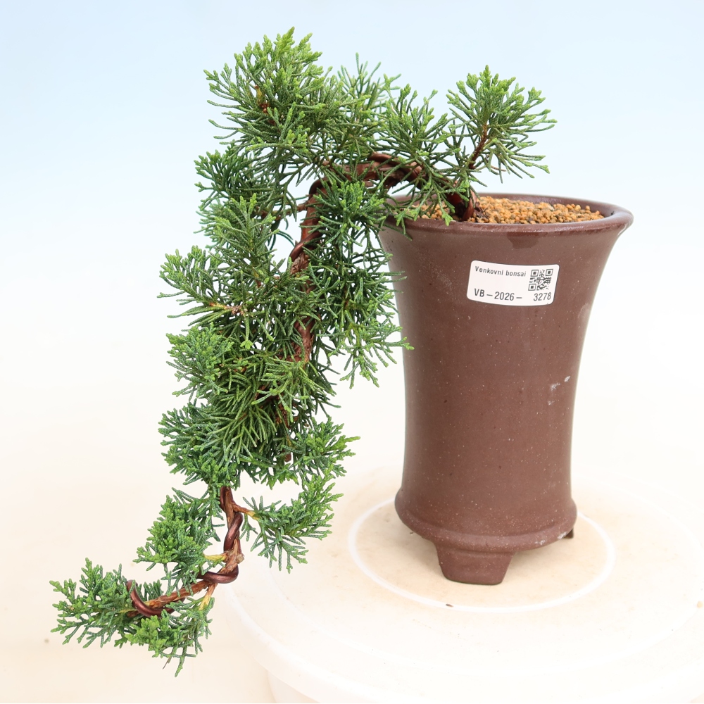 Outdoor bonsai - Juniperus chinensis Kishu