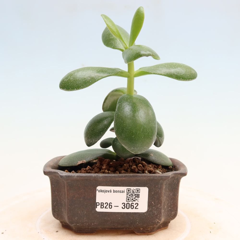 Indoor Bonsai - Jade Plant - Crassula ovata