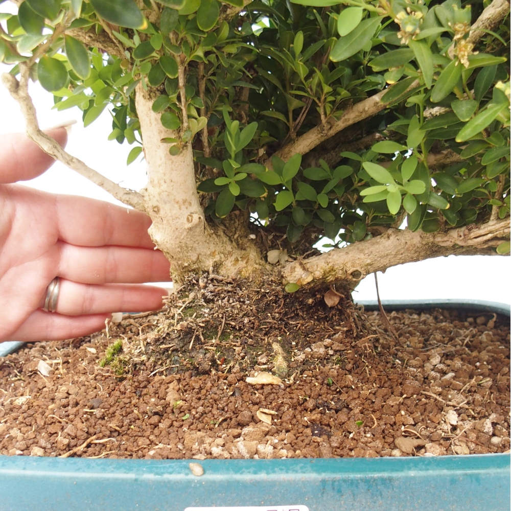 Outdoor bonsai - Buxus sempervirens - boxwood