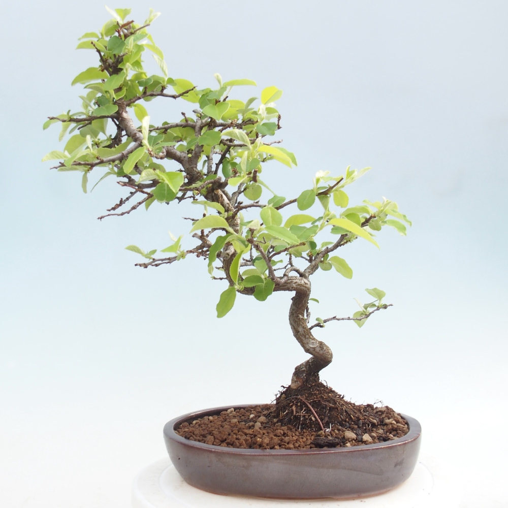 Outdoor bonsai - Chaneomeles chinensis