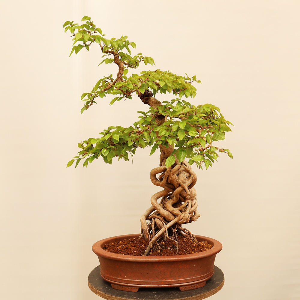 Outdoor bonsai - Carpinus Coreana - Korean hornbeam