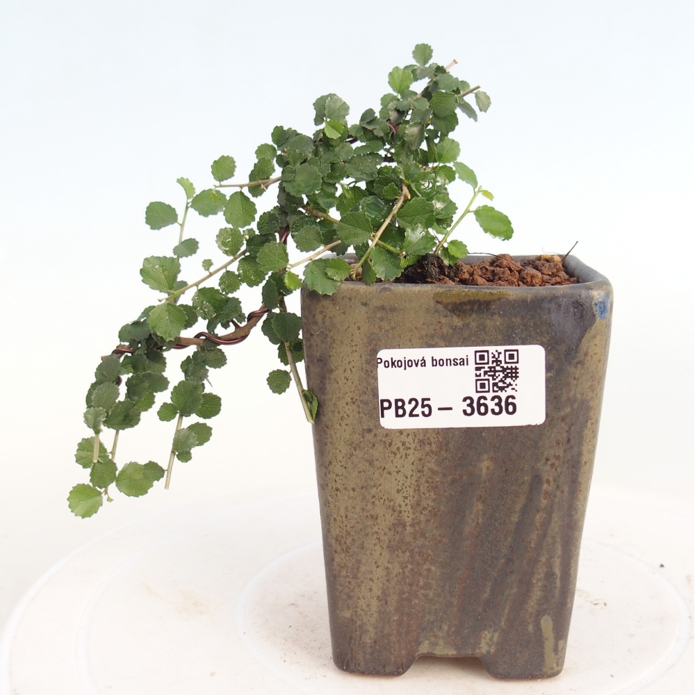 Room bonsai - Grewia sp. - Grewia malafolia