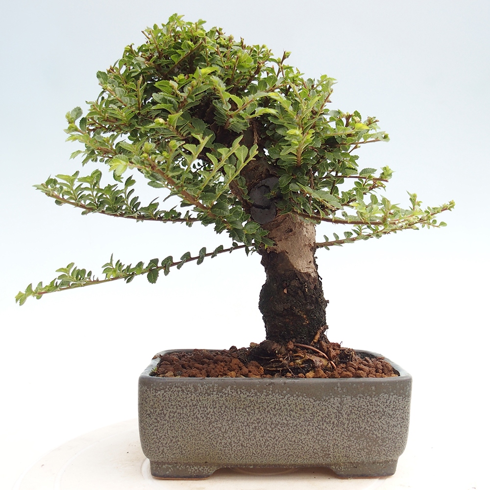 Outdoor bonsai - Ulmus parvifolia Hokkaido - Chinese elm