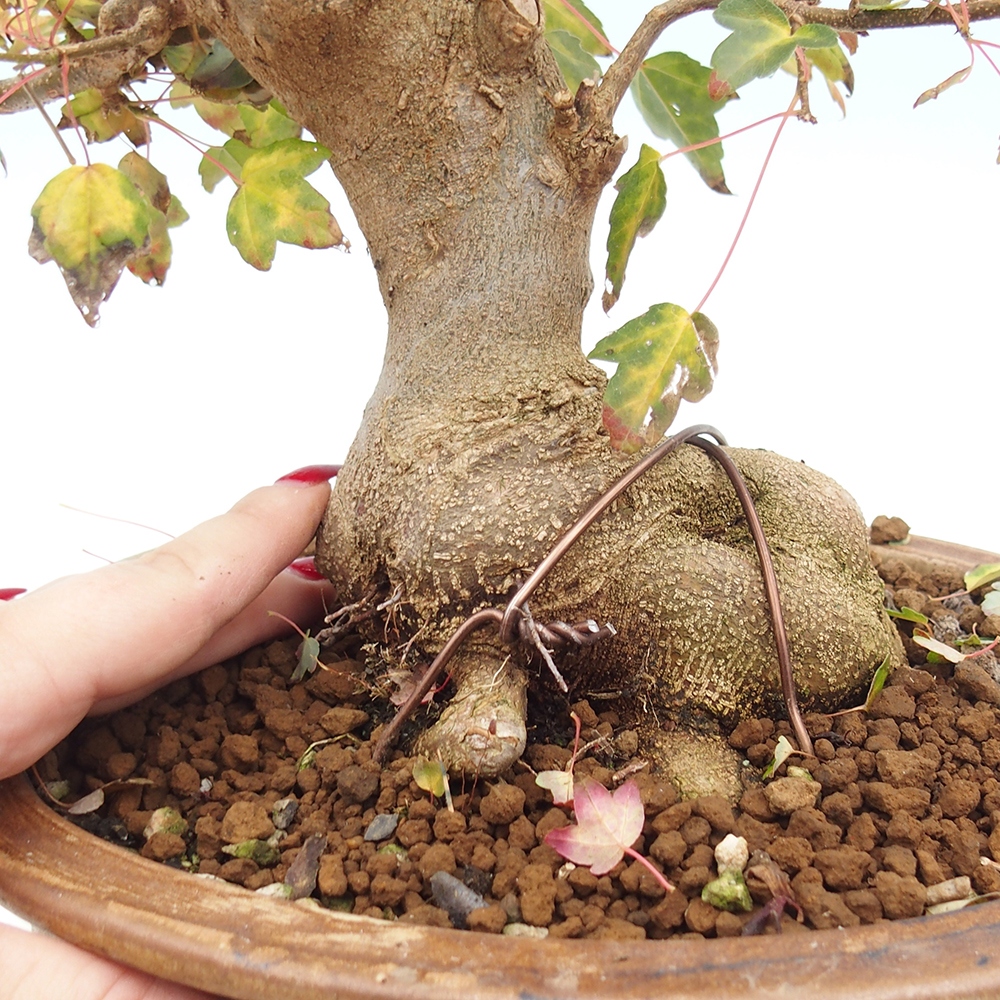 Outdoor bonsai - Maple Buergerianum - Burger Maple