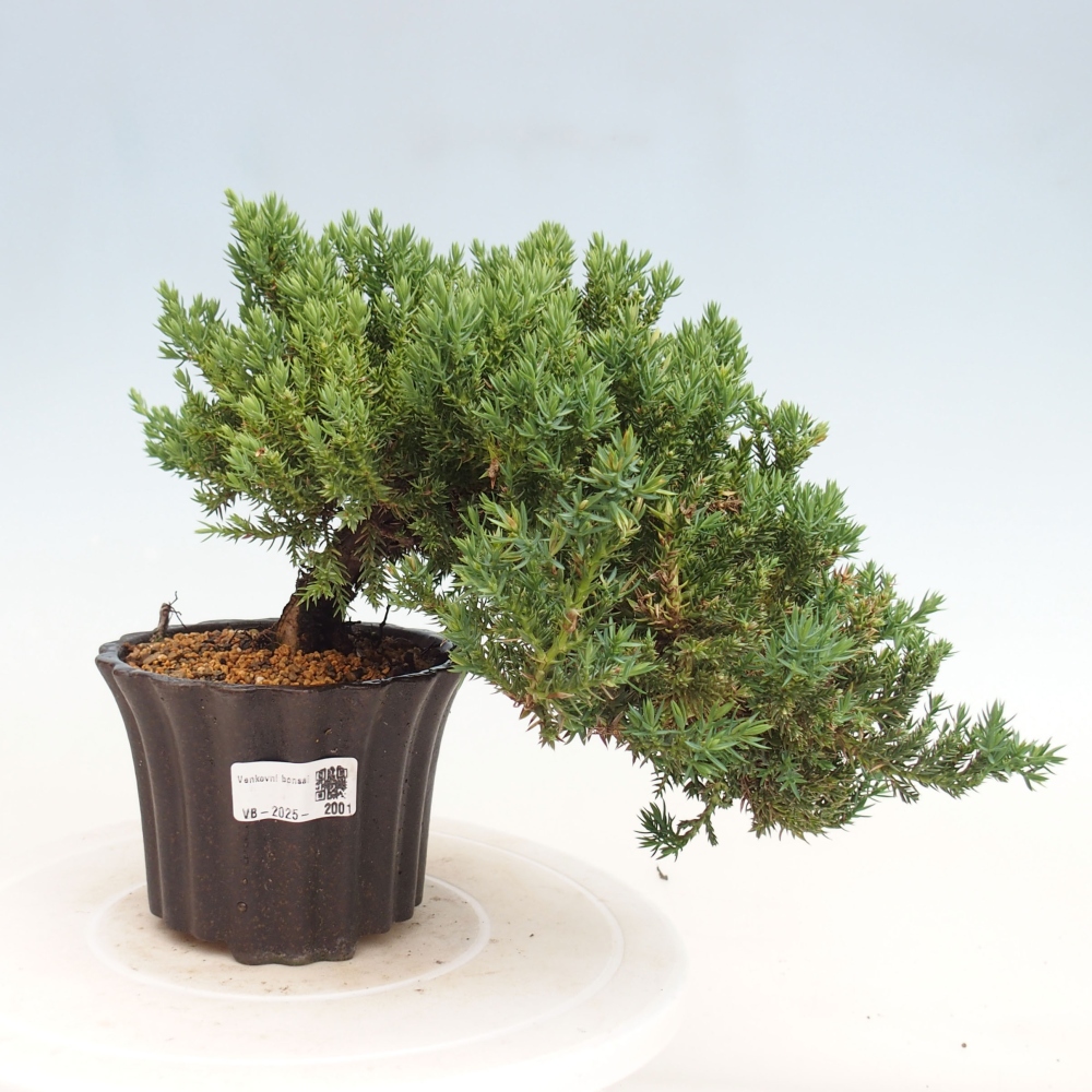 Outdoor bonsai - Juniperus procumbens - Prostrate Juniper