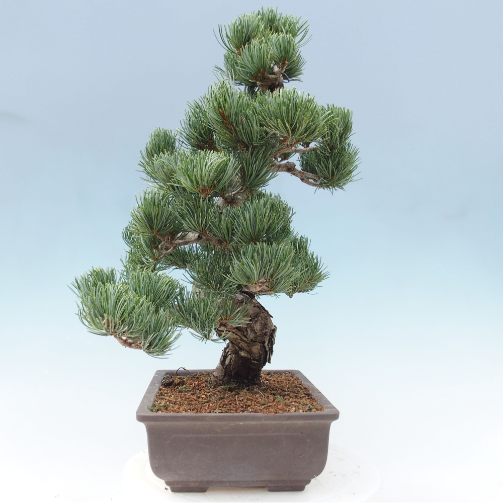 Outdoor bonsai - Pinus parviflora - Small pine tree