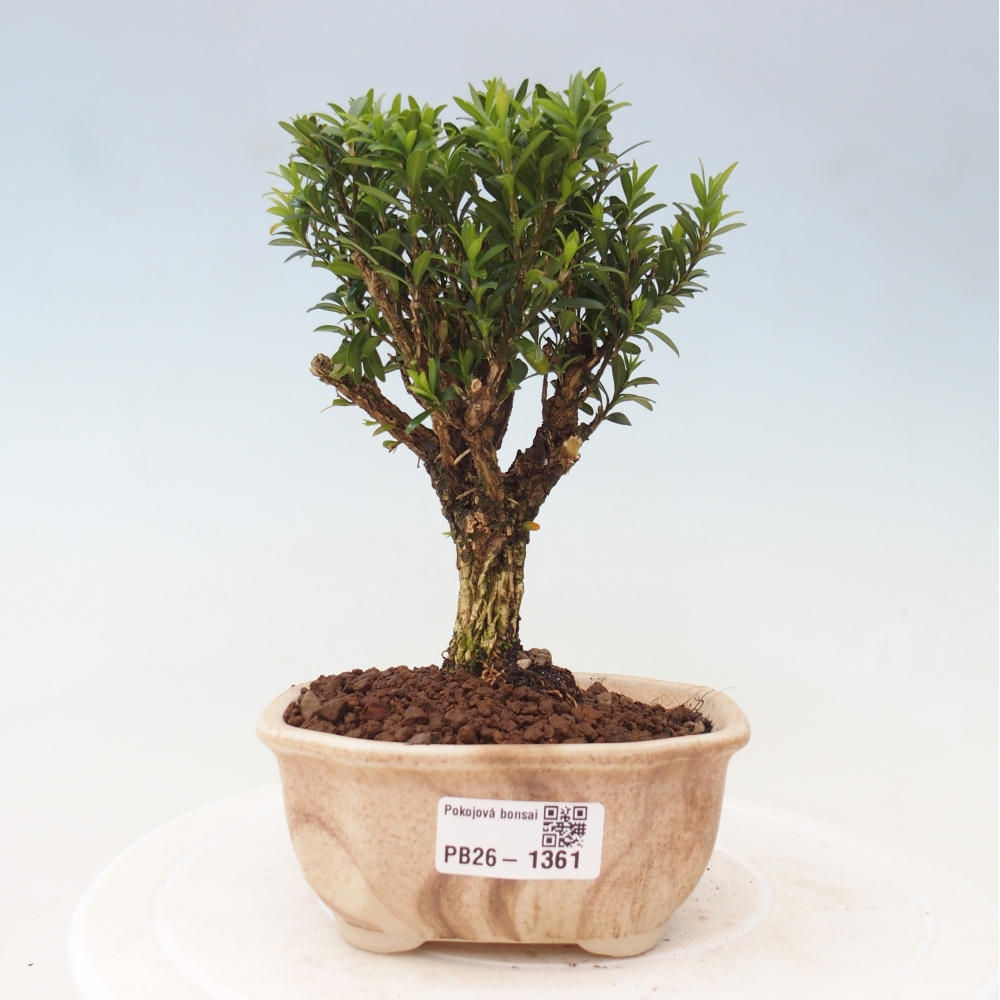 Room bonsai - Buxus harlandii - cork buxus