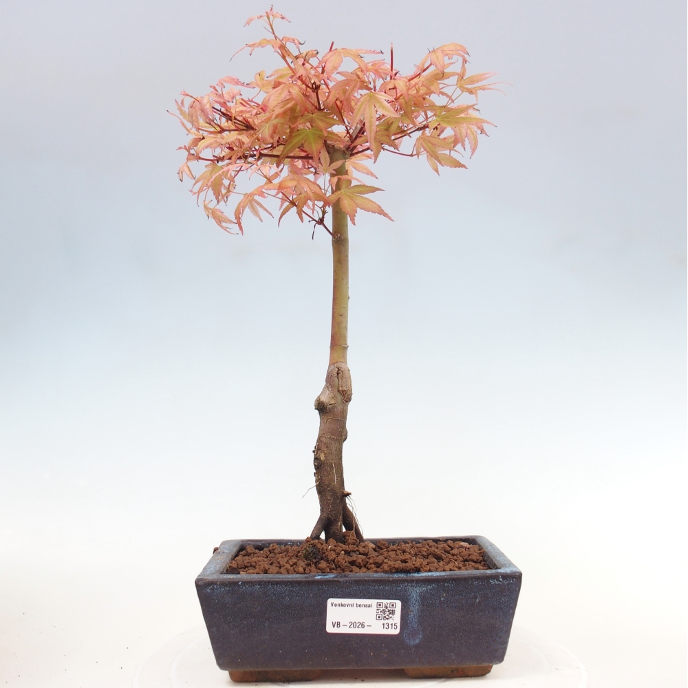 Norway maple - Acer palmatum Beni Tsukasa