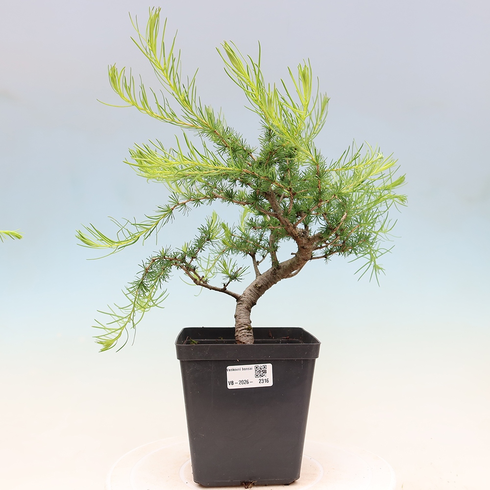 Outdoor bonsai -Larix decidua - Larch