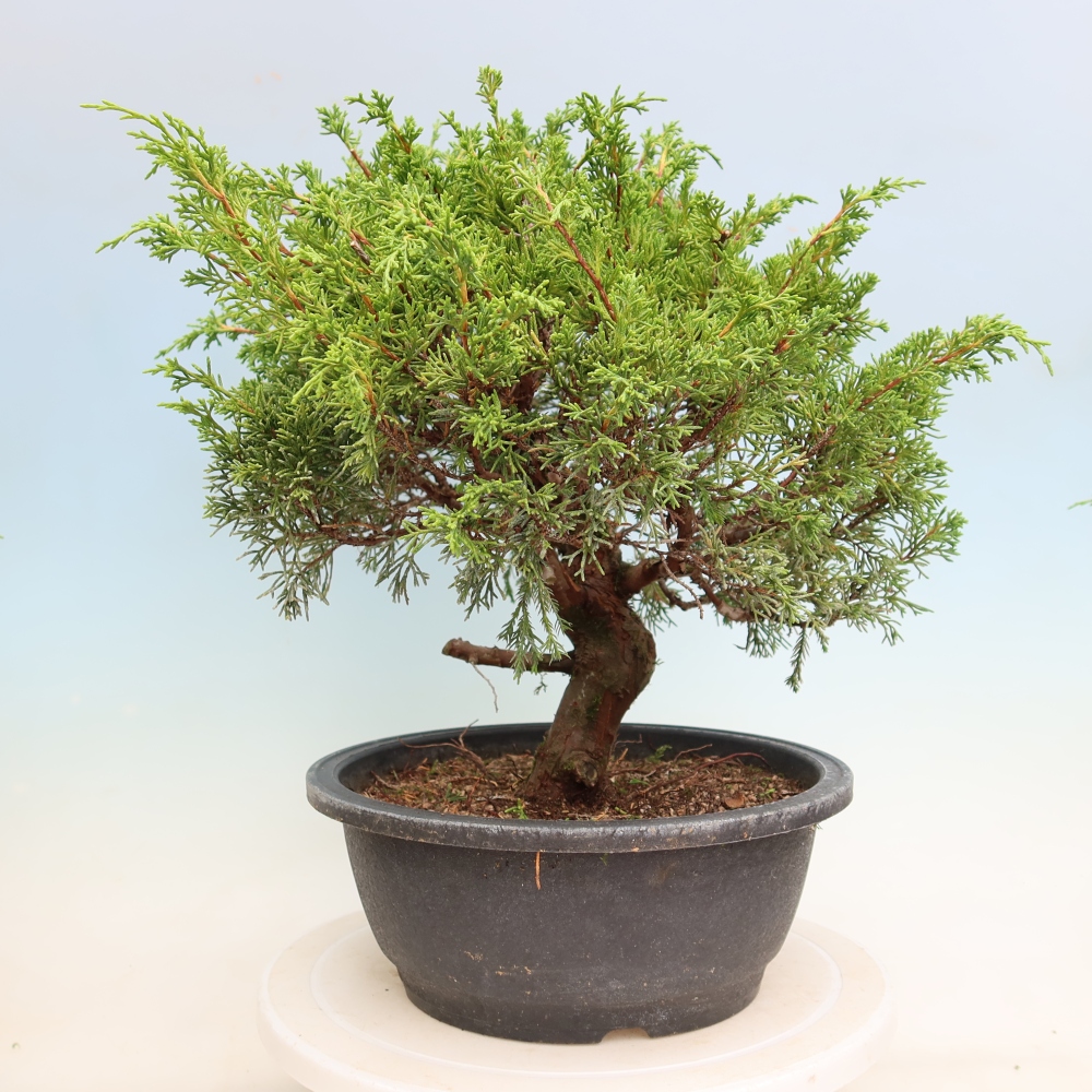 Outdoor Bonsai - Juniperus chinensis Itoigawa - Chinese Juniper