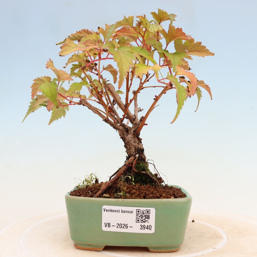 Outdoor Bonsai - Stephanandra incisa - Slender Stephanandra