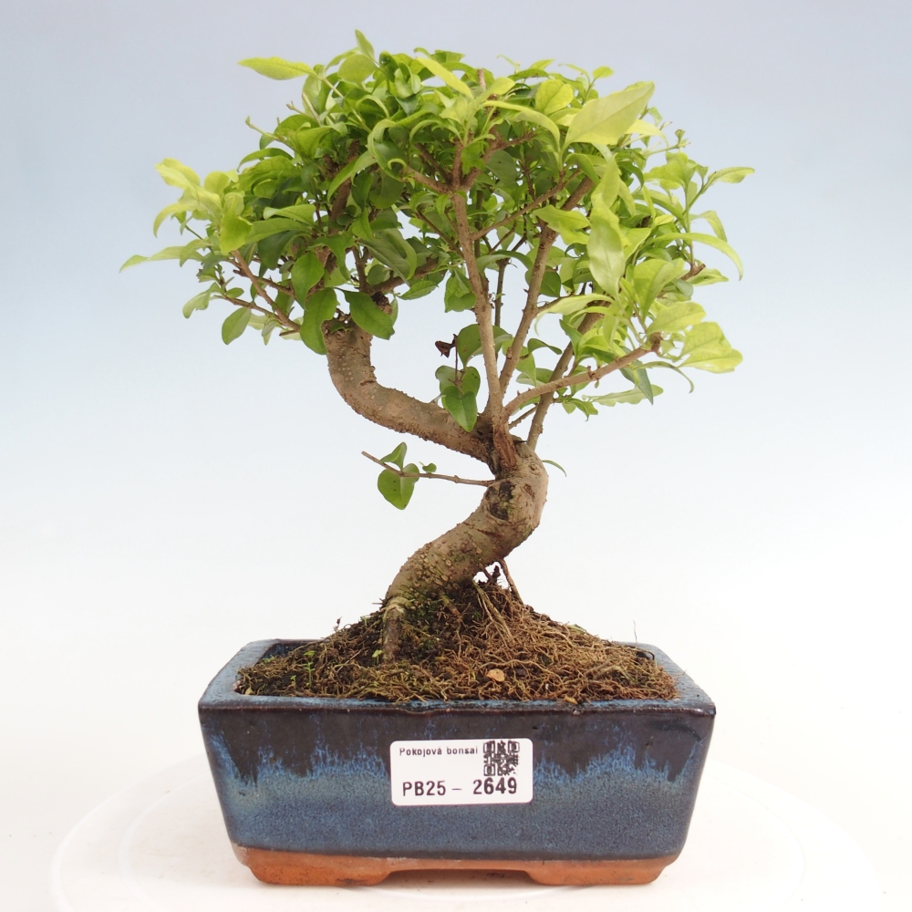 Indoor bonsai - Ligustrum chinensis - Bird's eye view