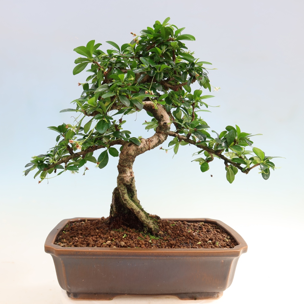 Room bonsai - Carmona macrophylla - Tea fuki