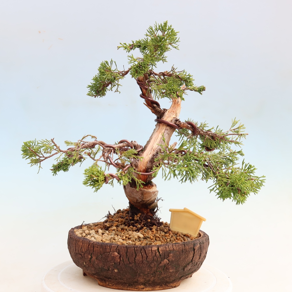 Outdoor Bonsai - Juniperus chinensis Itoigawa - Chinese Juniper