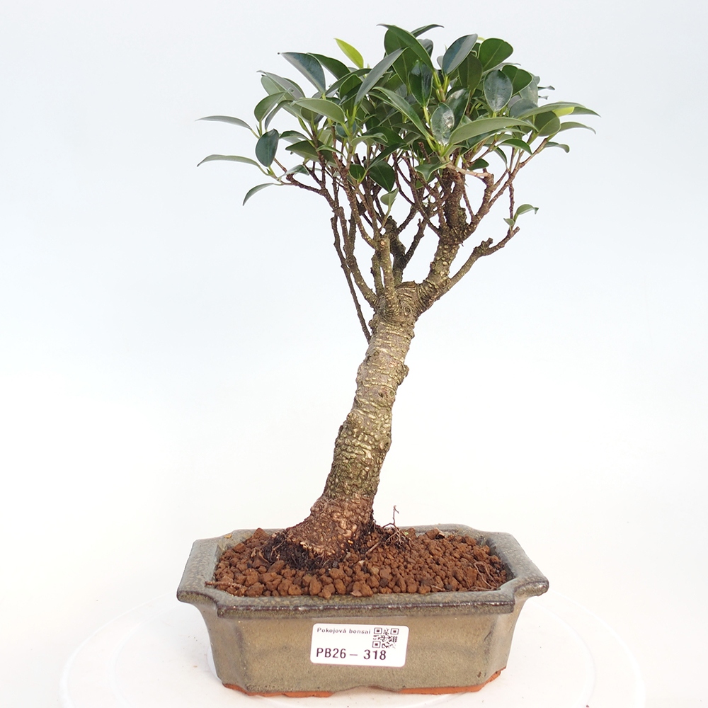 Indoor bonsai - Ficus retusa - small-leaved ficus