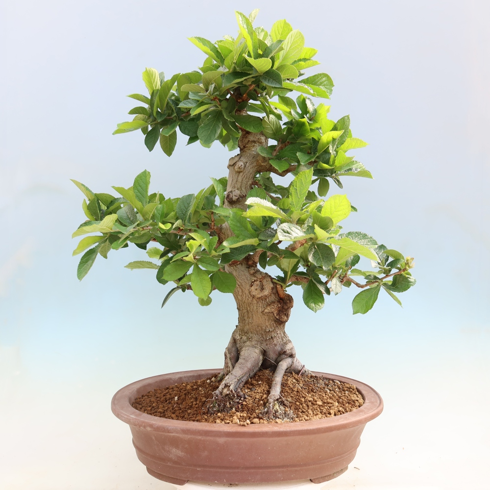 Outdoor Bonsai - Hairy Photinia - Photinia villosa