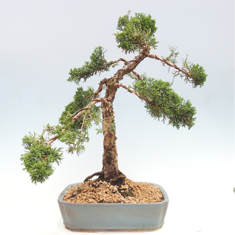 Outdoor bonsai - Juniperus chinensis Kishu