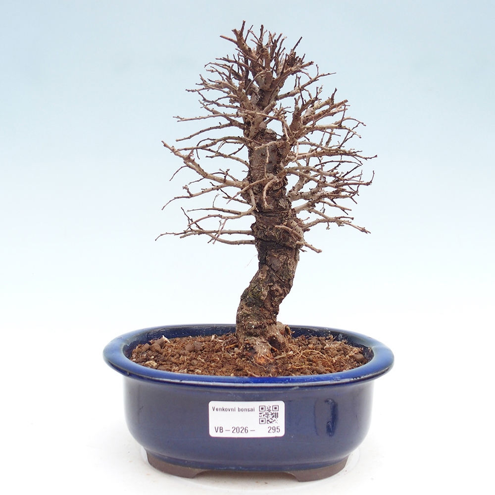 Outdoor bonsai - Zelkova - Zelkova NIRE