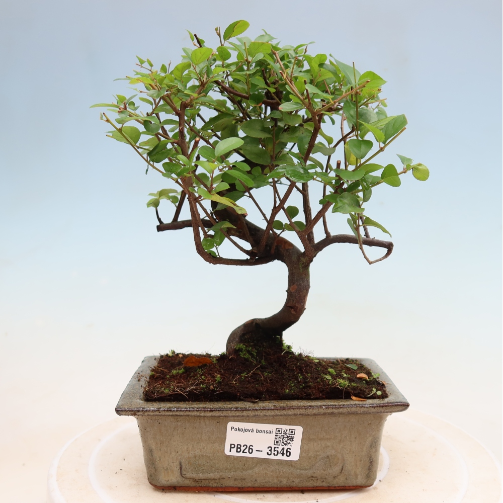 Room bonsai - Sageretia thea - Sageretia thea