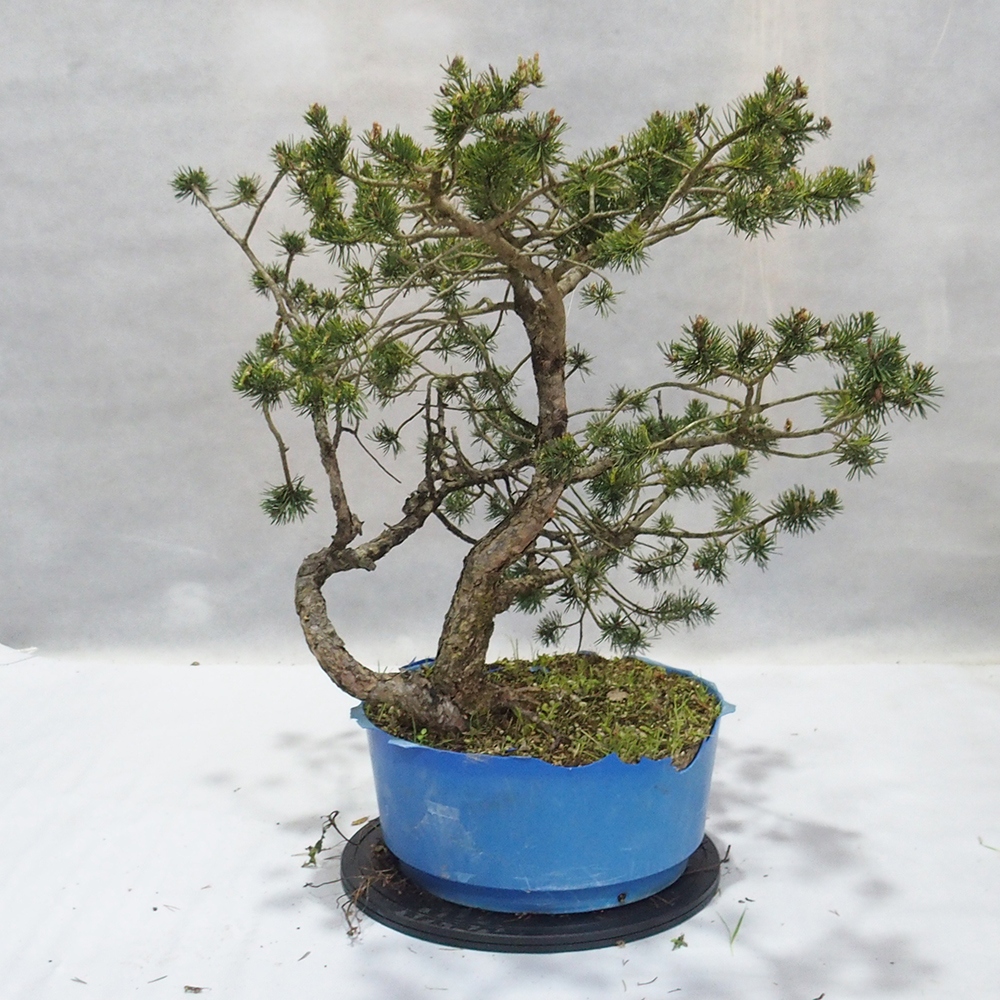 Yamadori - Pinus sylvestris 