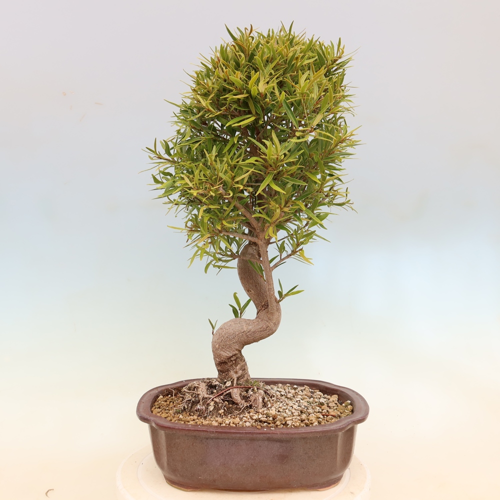 Room bonsai - Ficus nerifolia - small-leaved ficus