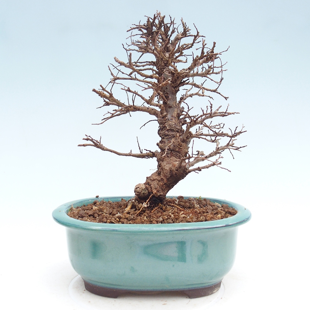 Outdoor bonsai - Zelkova - Zelkova NIRE