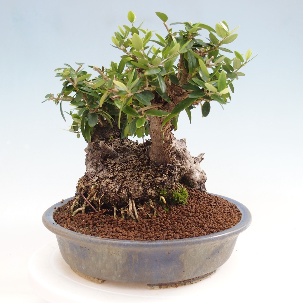 Indoor bonsai - Olea europaea sylvestris - European small-leaved olive oil