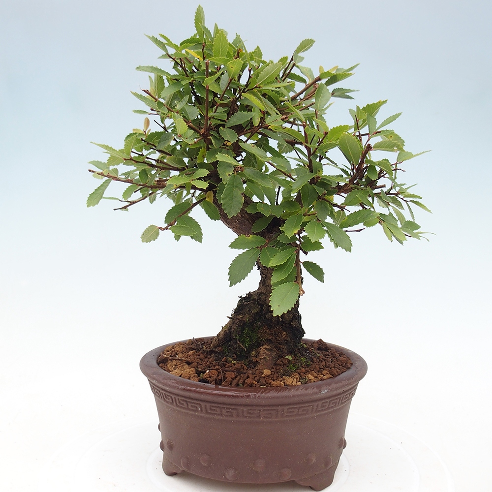 Outdoor bonsai - Zelkova - Zelkova NIRE