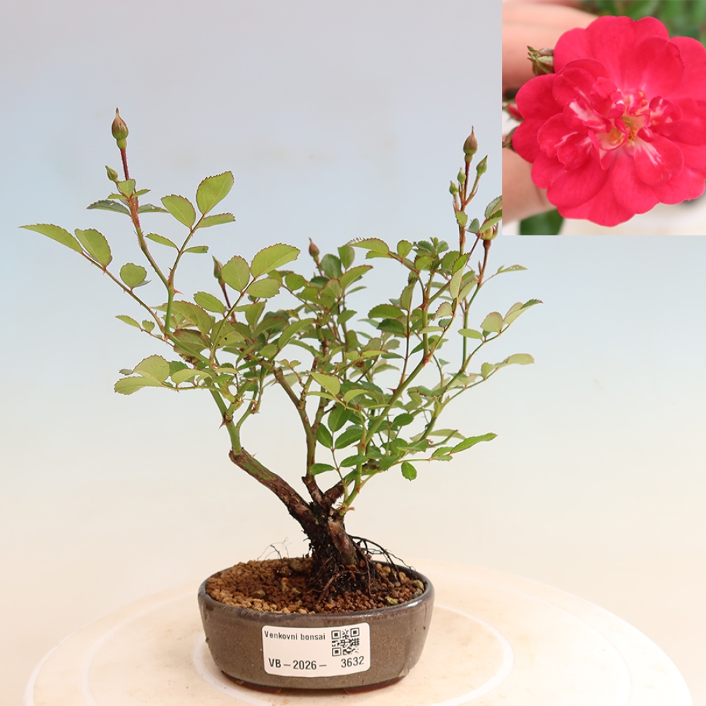 Outdoor Bonsai - Rosa Kordes - Rose