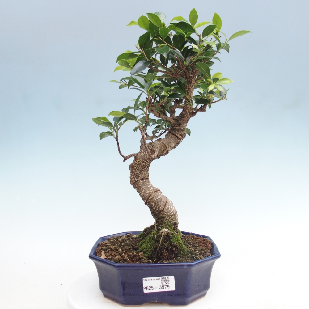 Room bonsai - Ficus retusa - small-leaved ficus