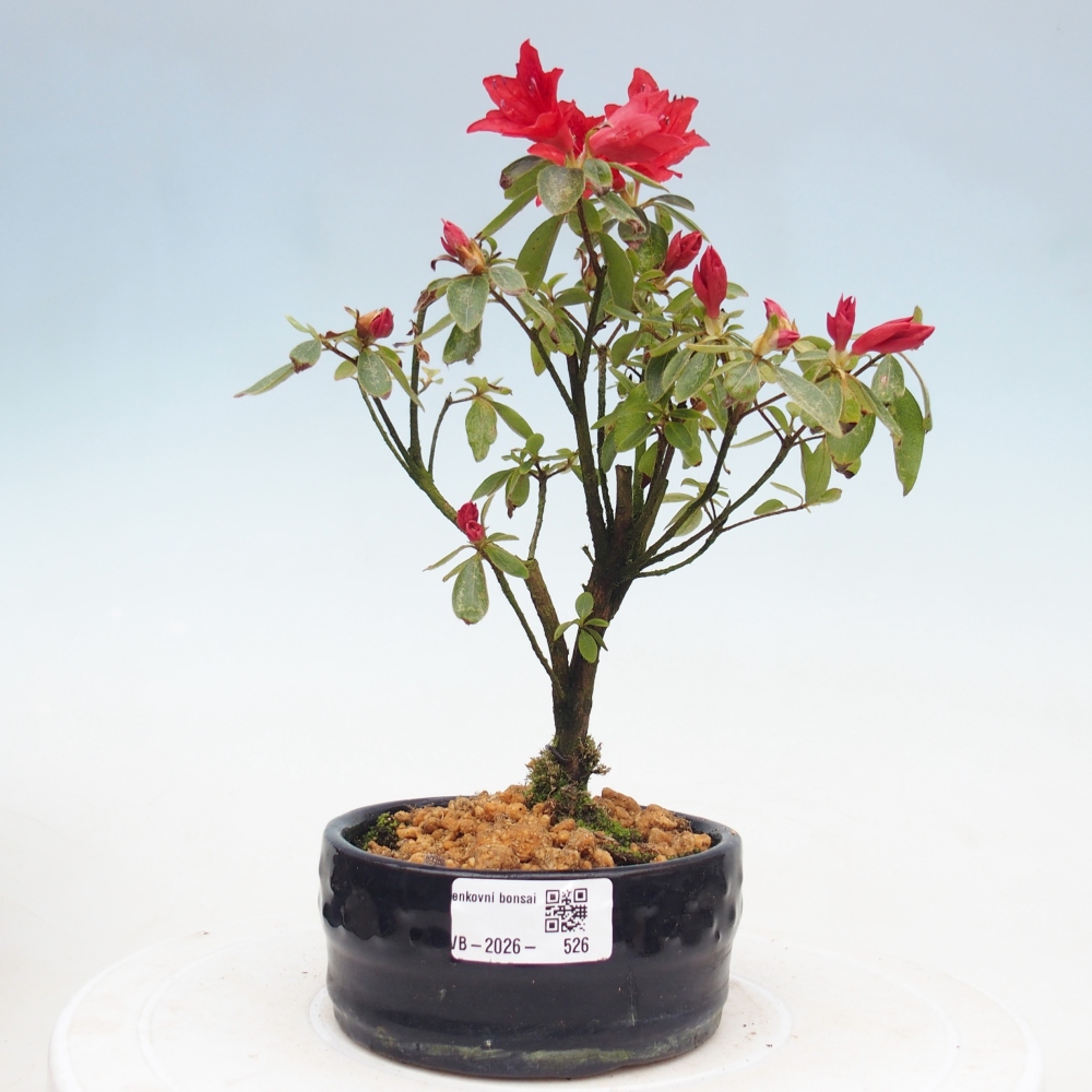 Outdoor bonsai - Japanese azalea - Azalea sp.