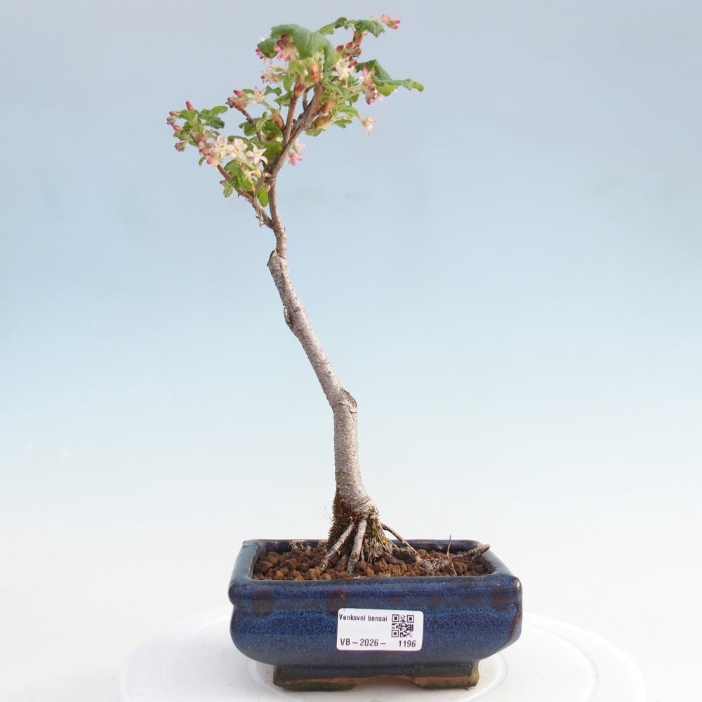 Outdoor bonsai - Ribes sanguneum
