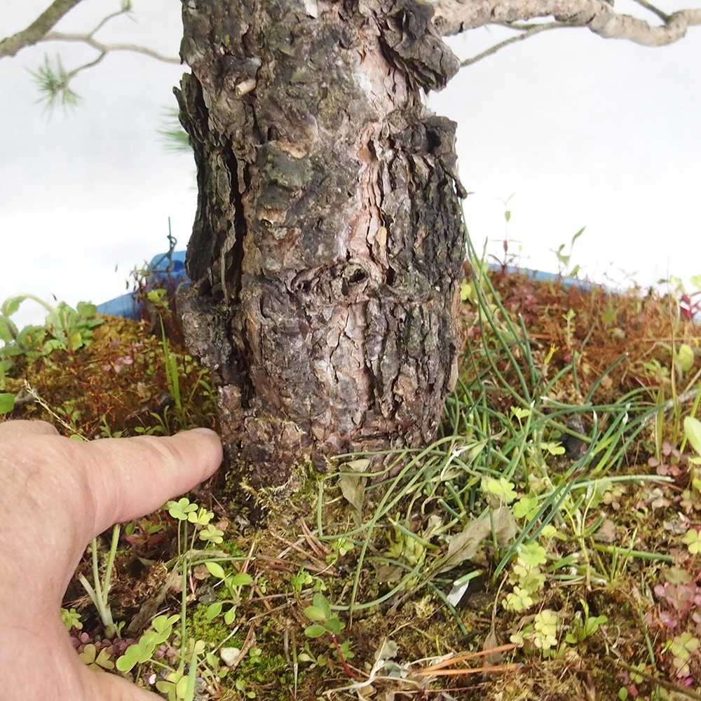 Yamadori - Pinus sylvestris 