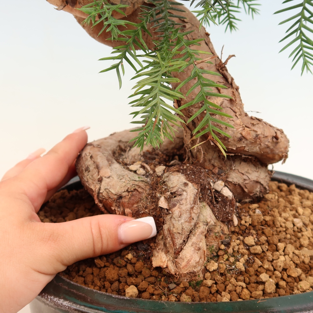 Indoor Bonsai - Araucaria - Indoor Spruce