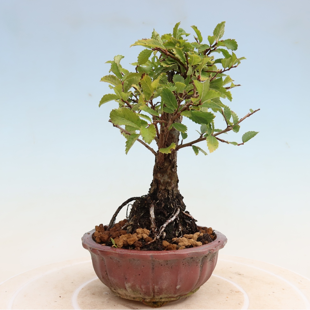 Outdoor bonsai - Zelkova - Zelkova NIRE