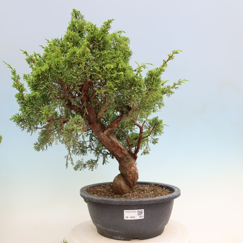 Outdoor Bonsai - Juniperus chinensis Itoigawa - Chinese Juniper